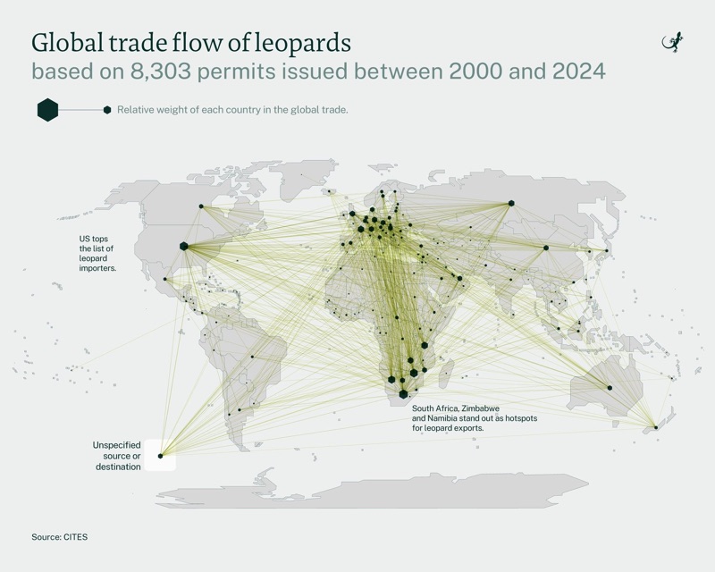Map showing global trade flow of leopards based on permits issued between 2000 and 2024, with major hotspots in South Africa, Zimbabwe, and Namibia, and the US as a top importer, sourced from CITES.