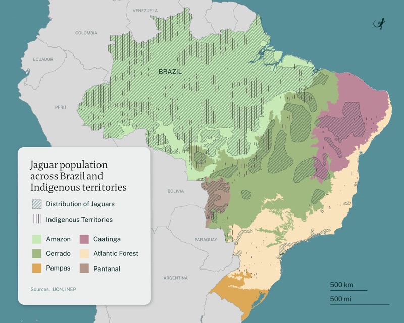 Map of jaguar distribution across Brazil overlaid with Indigenous Territories, with the Amazon, Caatinga, Cerrado, Atlantic Forest, Pampa and Pantanal biomes in different colours.